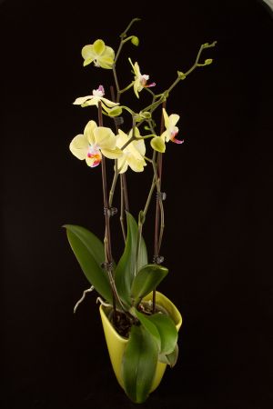 Blumen