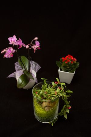 Blumen